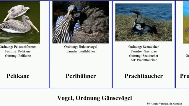 Vogel, Ordnung Gänsevögel bird simplex Dinornis Fischadler Eistaucher Hammerköpfe Somalistrauß