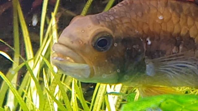 Apistogramma cacatuoides triple red