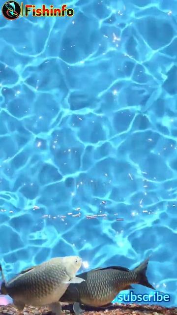 common carp fish food