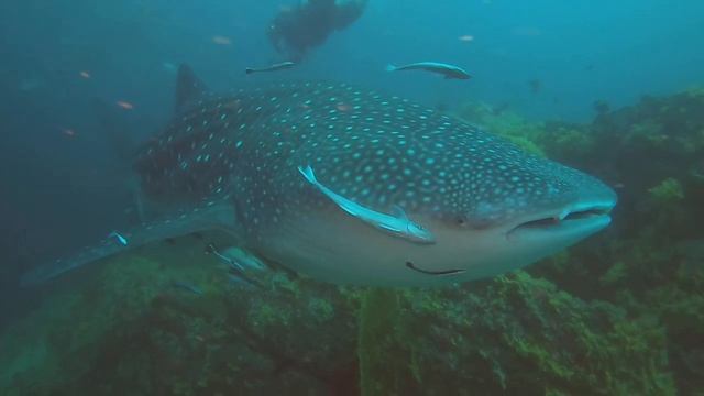 Wale shark