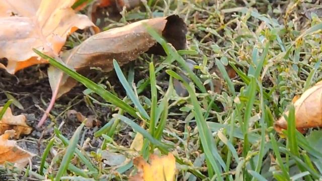 Uciekający świerszcz / Escaping field cricket / Gryllus campestris