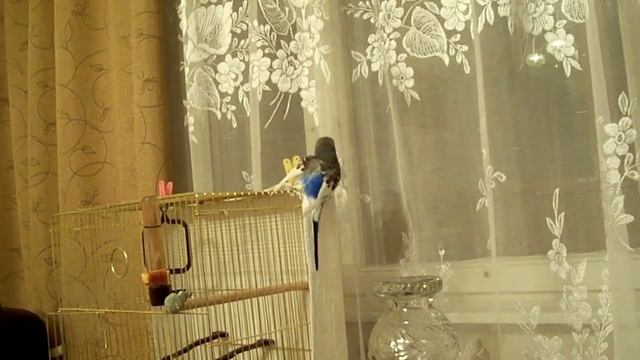 Кеша и прищепка