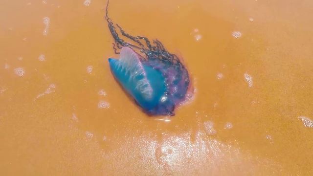 omg jelly fish