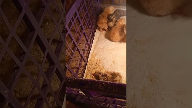 срочно мургоби индийский бегунок фуруши, чучахои фуруши дорем Кабкои гибрид чучаш фурушда,🐣🐤👍🔔✍️🦃🦆🐓