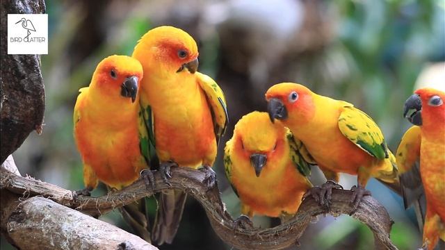 Sun Conure Parrot Birds in 4K Ultra HD|| Most beautiful birds in 8K|| Jungle sounds