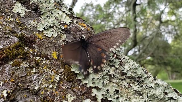 Pipevine Swallowtail Butterfly