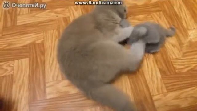 Мамка котёнка воспитывает