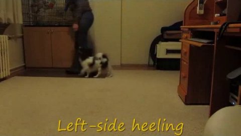 Dash's graduation video - Silvia Trkman's "Puppy/Tricks" class