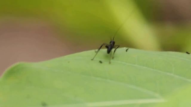 Ant-mimicking grasshopper