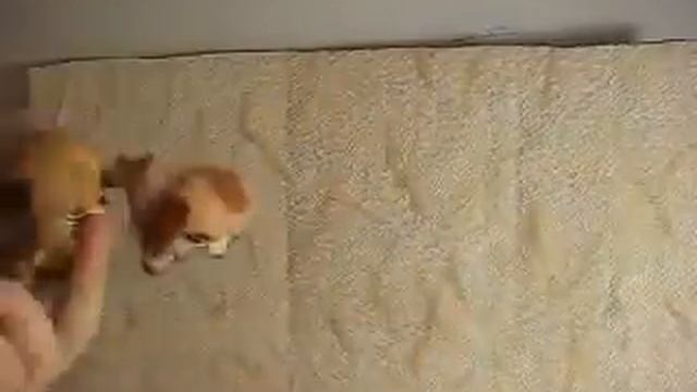 Распаковка огромного набора петов *-*