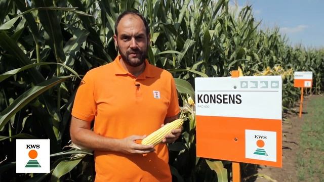 KWS hibridi kukuruza ‒ Konsens