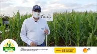 UPL presente en el Día de Campo - Maíz y Sorgo de Colonias Unidas.