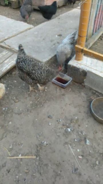 КУРИЦЫ ПЬЮТ КВАС😯