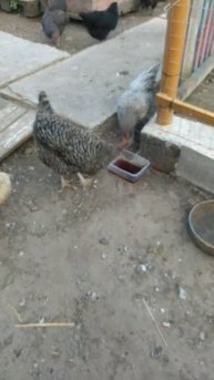 КУРИЦЫ ПЬЮТ КВАС😯