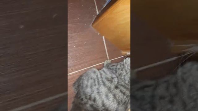 Кашачьи россказы😺😸💜💝💖