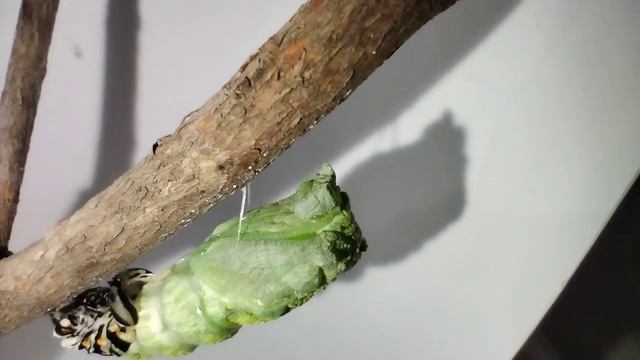 transformacion de Oruga a Crisálida, de la Mariposa  Papilio polyxenes, Se alimentó del  hinojo.
