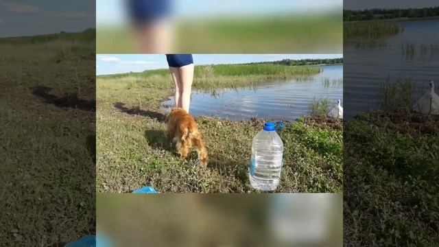 Поход с собакой. Спаниель впервые плывет.