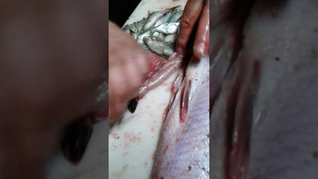 распотрошили щуку и вот что нашли в ней