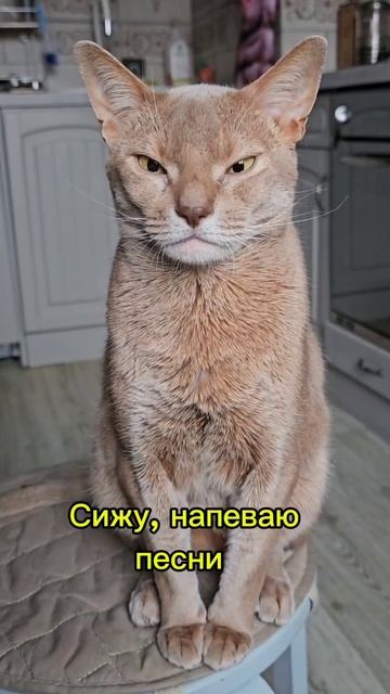 #котэ #мур