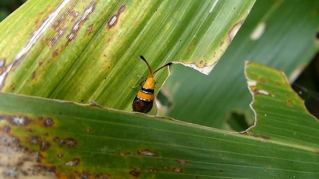 Nemophora Fairy Longhorn Moth Takeoff ヒロオビヒゲナガ♀（蛾）の飛び立ち