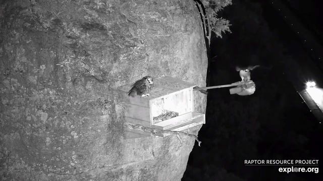 A great horned owl, sitting on a box, knocked a falcon off its roost/Сова прогнала Зуи с насеста!