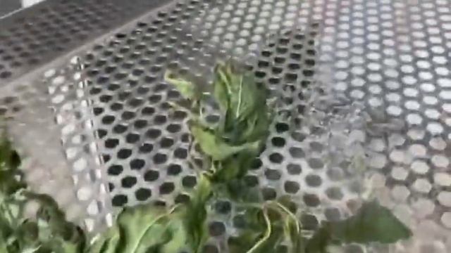 Mint leaves drying