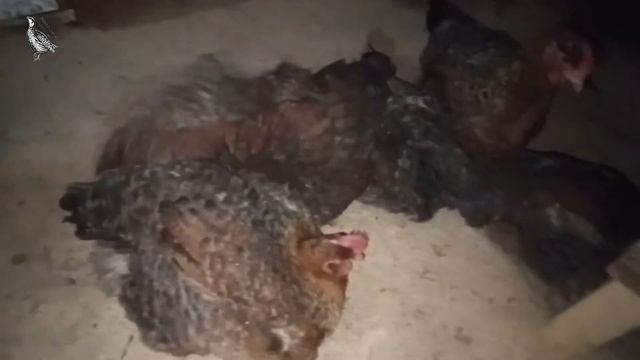 Куры принимают ванну