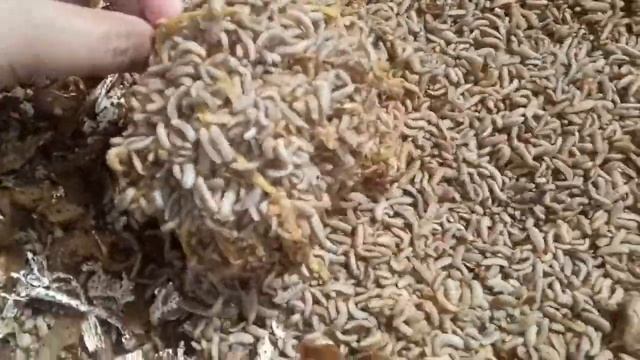 Jutaan Larva maggot BSF #jutaanLarva #maggotbsf #short