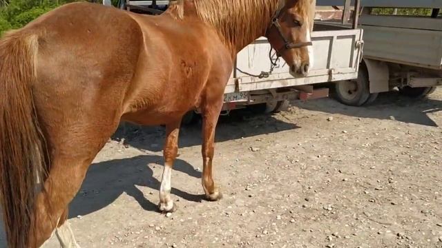 Лошади базар в г.Урус Мартан Чечня 28 04 2019 часть 3