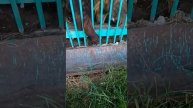 смотрите реальный медведь!!!