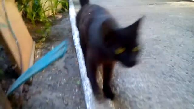 Юная кошка Клепа в дар
