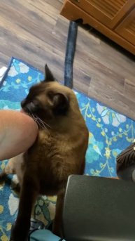 When your arm itches but you’re lazy!