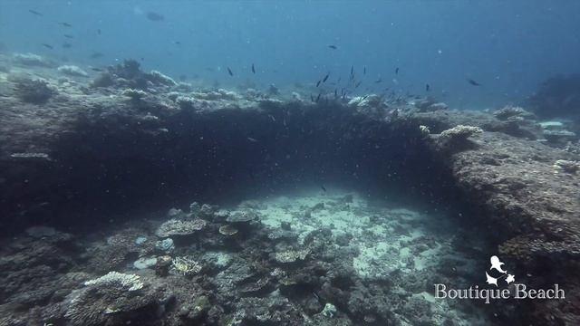 10.06.24 - Manta Rays. Dives at Fish Bank, Dhigurah Arches & Napoleon Reef   HD South Ari - Maldive