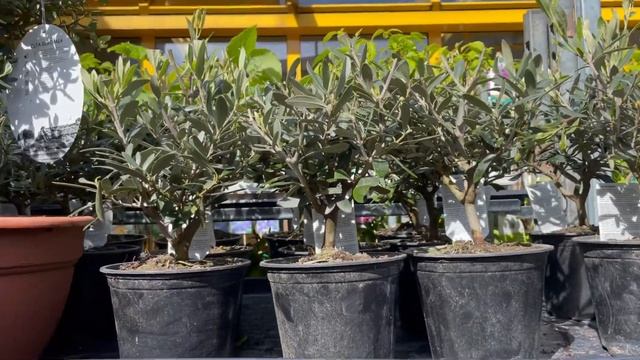 Belçika’daki çiçek marketleri geziyorum Bölüm-2