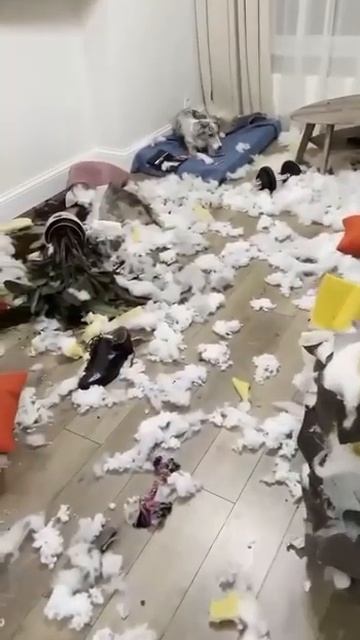 Собака уничтожила дом😱 Реакция хозяина....
