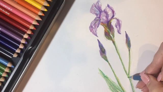 Daily Doodle | Iris Colored Pencil Drawing Tutorial