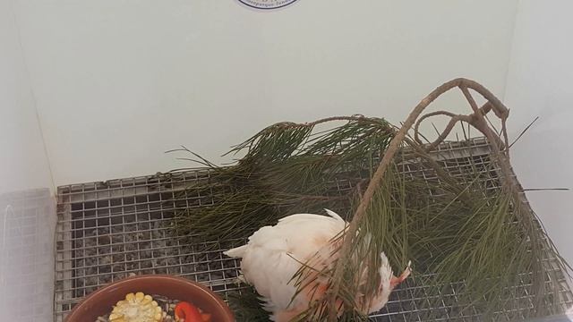 Тенерифе, Лоропарк, птенцы