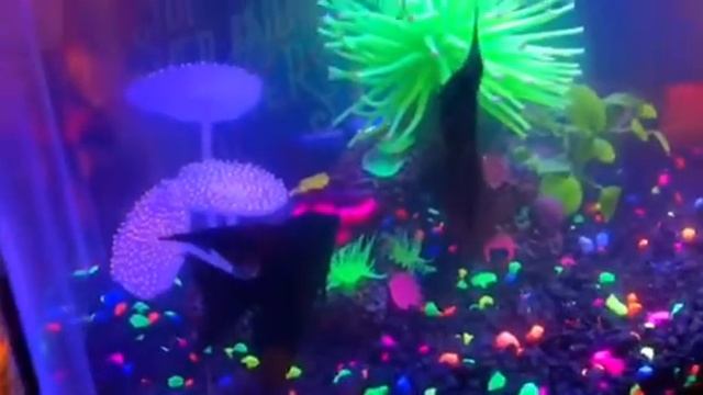 ,,Рыбы первый раз едят червей,,((Fish eat worms for the first time.))