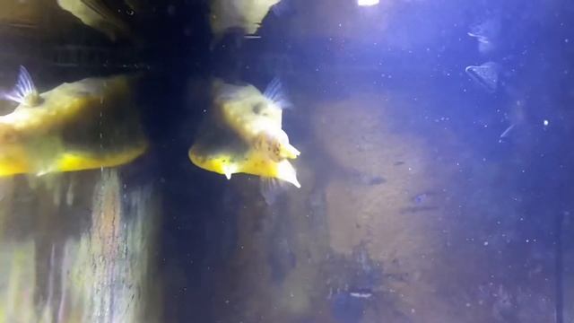 Longhorn Cowfish Boxfish in Temporary Holding Aquarium