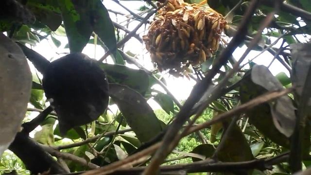 FUI ATACADA POR MARIMBONDO DE CHAPÉU-MARIMBONDO CEGO(Apoica pallida)