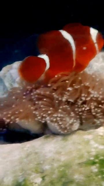SOLO NEMO 😊😊 #fish #shorts
