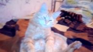 Котик задумался!