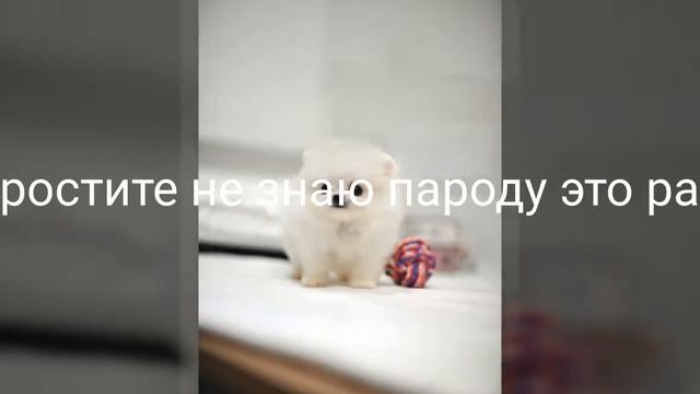 Клип и гараскоп кобаки и кошки и другие животные