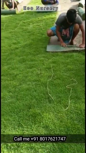 Grass