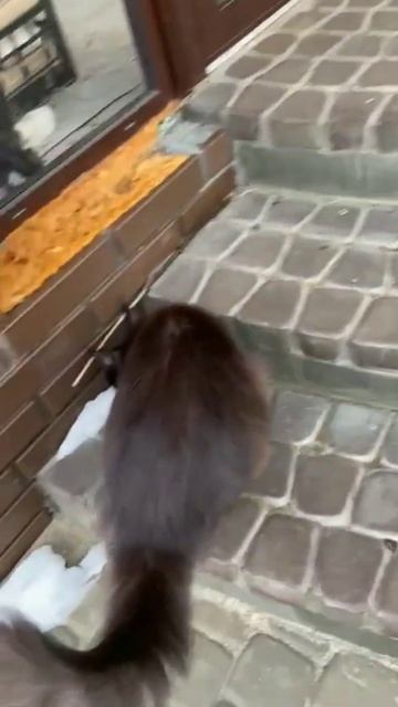 Пахнет весной!!!😺😼