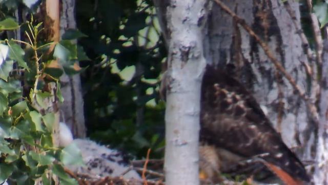 Day 19  - Red-tailed Hawk |  Raising chick from hatching to flight - pt1