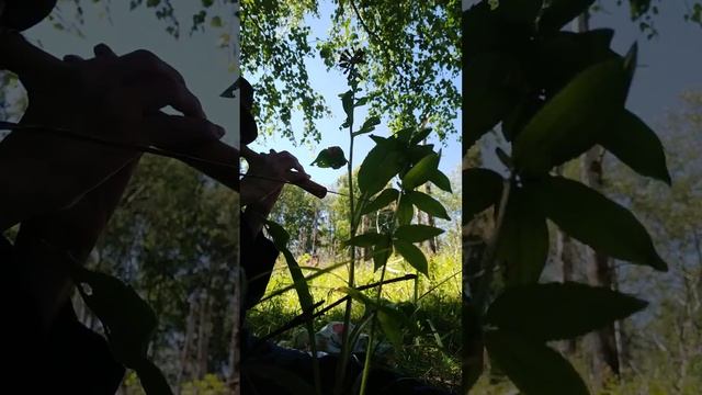 #Антошка на Алтае - нотаЛяЧ. #свирель #блокфлейта #blokflute #свирель #алтай #altaj
