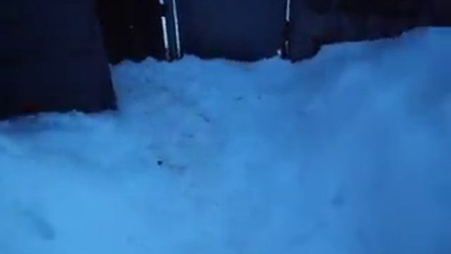 В каких условиях живёт моя птица кагда приходят холода ( 25.01.19 )