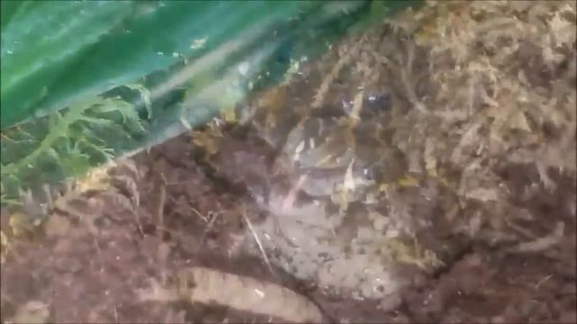 Pyxicephalus edulis - Essbarer Grabfrosch