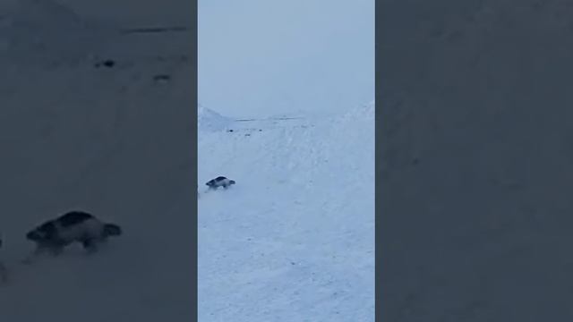 Росомаха против Волков